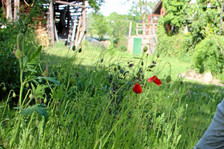 Heinke Kelm beherbergt in ihrem Garten in Grippel über 200 verschiedene Pflanzenarten.