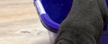 Günther, so tauften die Polizisten das Lämmchen, welches eine Nacht auf der Wache in Lüchow verbringen musste – zu seinem eigenen Schutz. Er habe sich „sehr kooperativ“ verhalten.