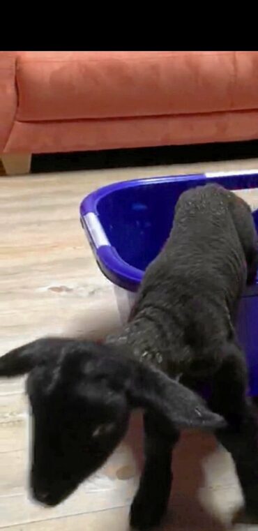 Günther, so tauften die Polizisten das Lämmchen, welches eine Nacht auf der Wache in Lüchow verbringen musste – zu seinem eigenen Schutz. Er habe sich „sehr kooperativ“ verhalten.