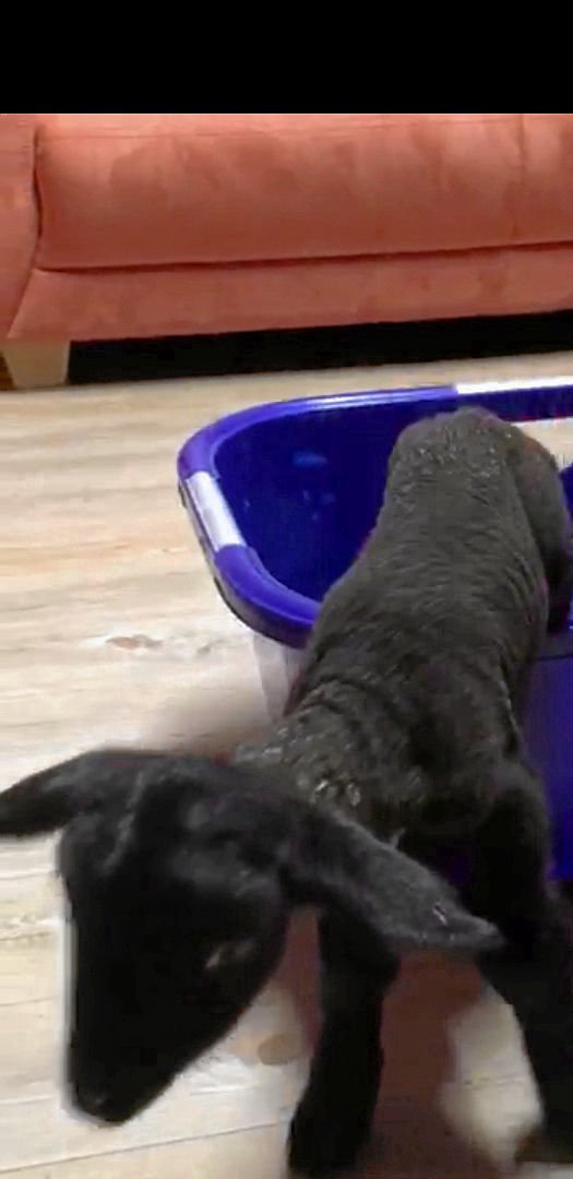 Günther, so tauften die Polizisten das Lämmchen, welches eine Nacht auf der Wache in Lüchow verbringen musste – zu seinem eigenen Schutz. Er habe sich „sehr kooperativ“ verhalten.