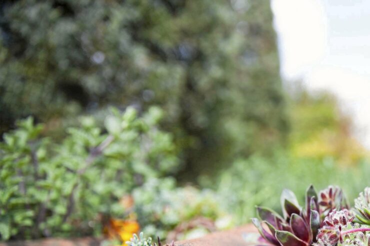 Sukkulenten überstehen Trockenheit und Frost meistens unbeschadet und benötigen nur wenig Erde.